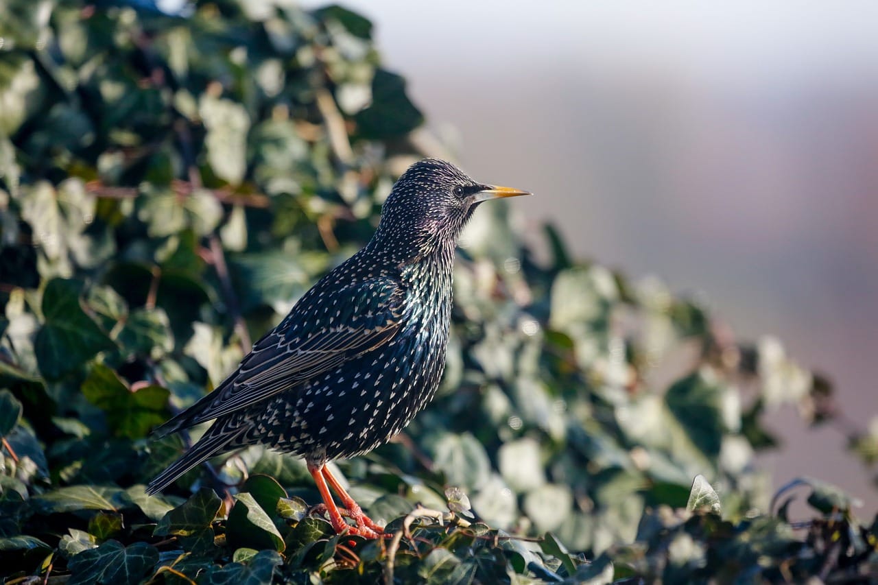 Szwajcarskie ferie zimowe dla dzieci: Najlepsze ośrodki narciarskie dla rodzin