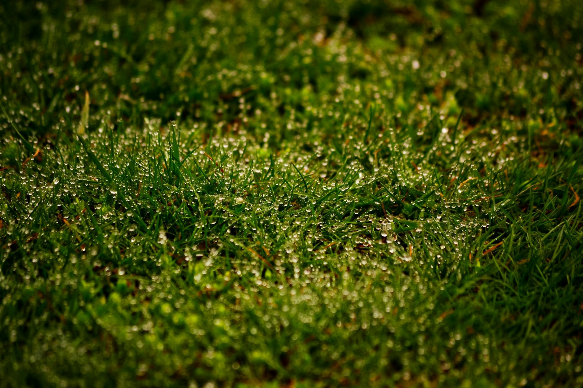 Zbliżenie na źdźbła trawy z kroplami rosy w porannym słońcu