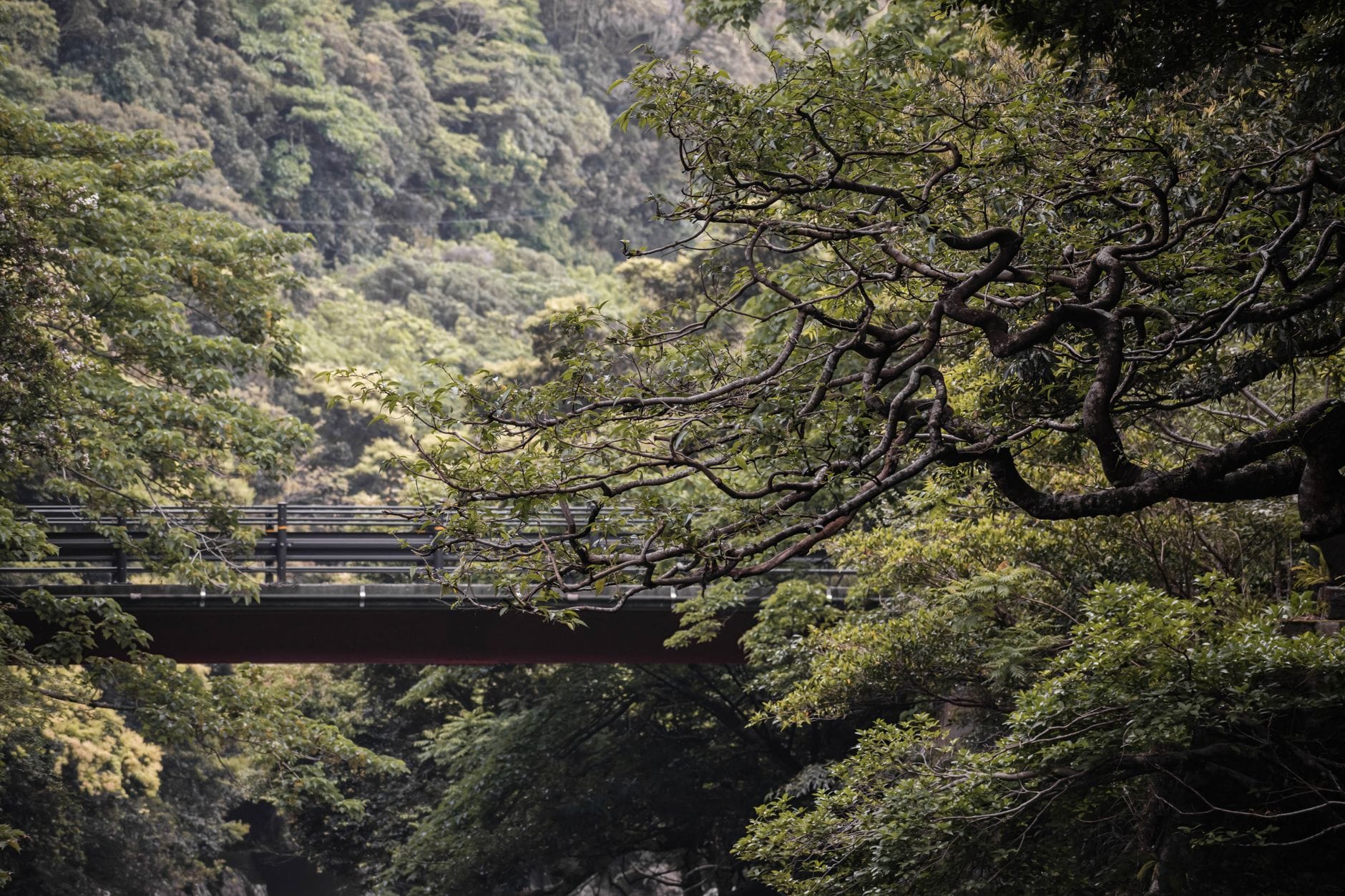 Wyspy Japonii poza Honsiu: Okinawa, Yakushima i artystyczna Naoshima