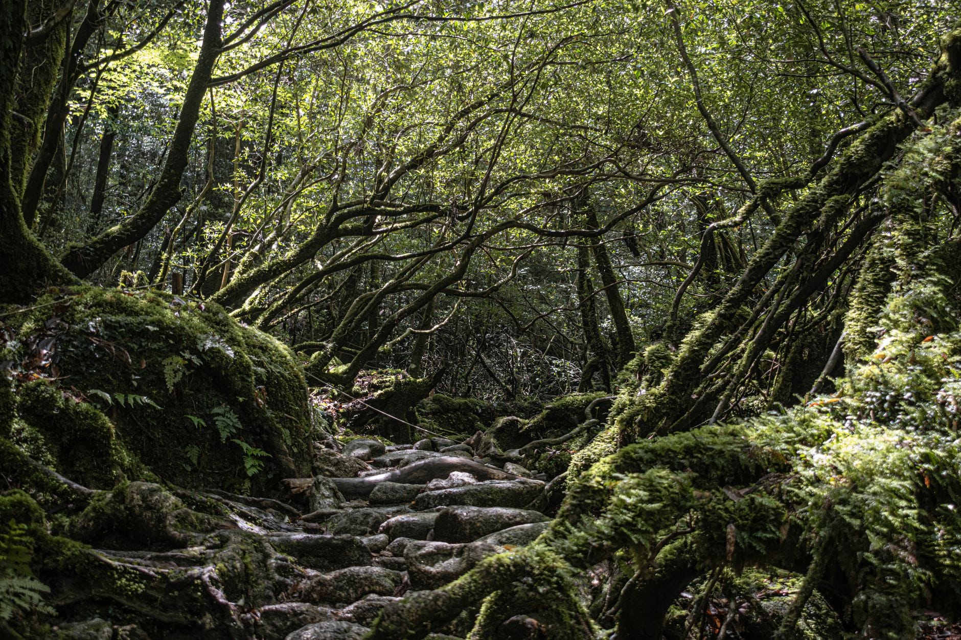 Wyspy Japonii poza Honsiu: Okinawa, Yakushima i artystyczna Naoshima